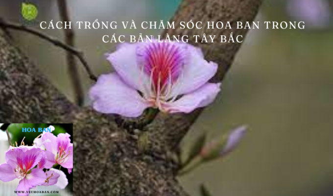 Cách trồng và chăm sóc hoa ban trong các bản làng Tây Bắc