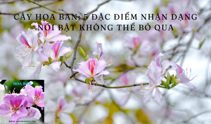 Cây hoa ban: 5 đặc điểm nhận dạng nổi bật không thể bỏ qua