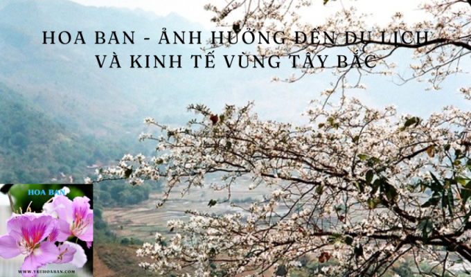 Hoa ban - Ảnh hưởng đến du lịch và kinh tế vùng Tây Bắc