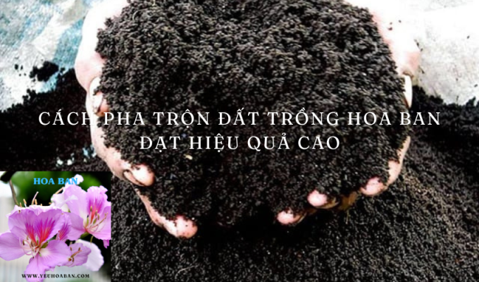 Cách pha trộn đất trồng hoa ban đạt hiệu quả cao