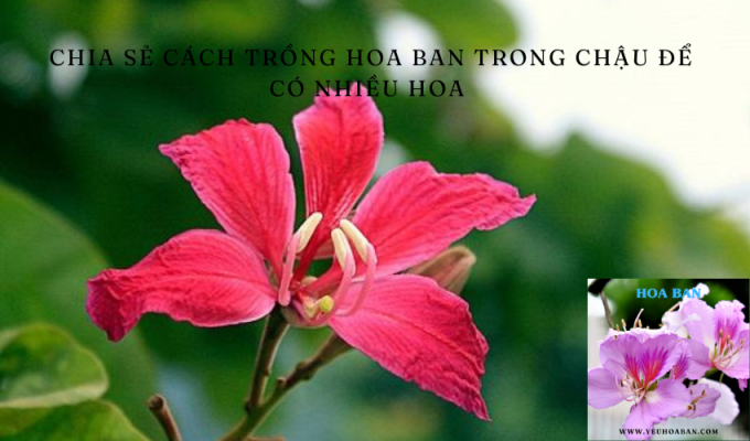 Chia sẻ cách trồng hoa ban trong chậu để có nhiều hoa 