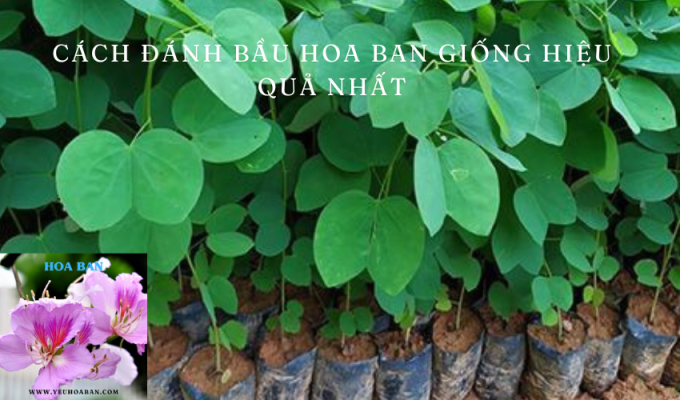 Cách đánh bầu hoa ban giống hiệu quả nhất