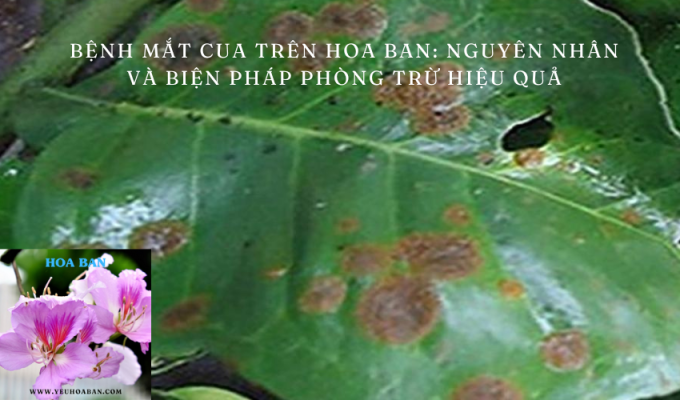 Bệnh mắt cua trên hoa ban: Nguyên nhân và biện pháp phòng trừ hiệu quả