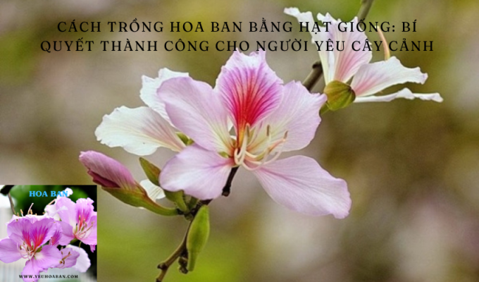 Cách trồng hoa ban bằng hạt giống: Bí quyết thành công cho người yêu cây cảnh