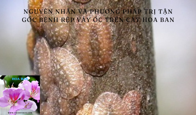 Nguyên nhân và phương pháp trị tận gốc bệnh rệp vảy ốc trên cây hoa ban