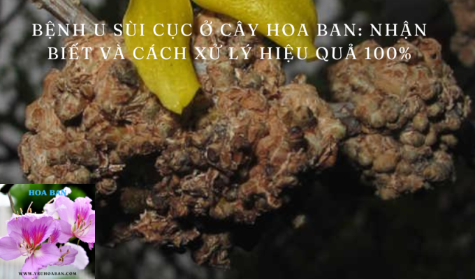 Bệnh u Sùi Cục ở cây hoa ban: Nhận biết và cách xử lý hiệu quả 100%