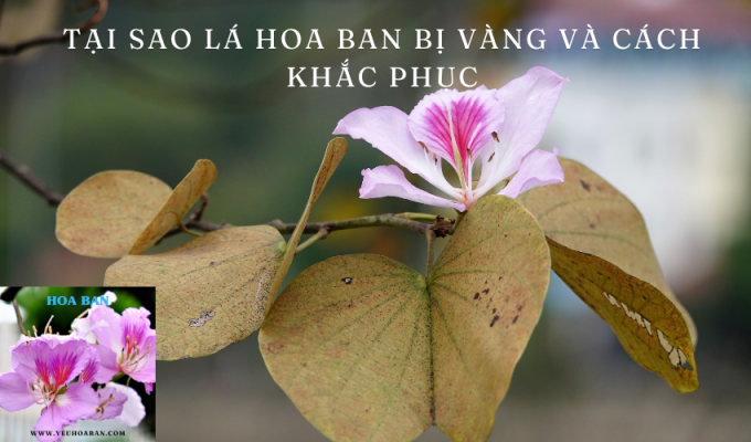 Tại sao lá hoa ban bị vàng và cách khắc phục