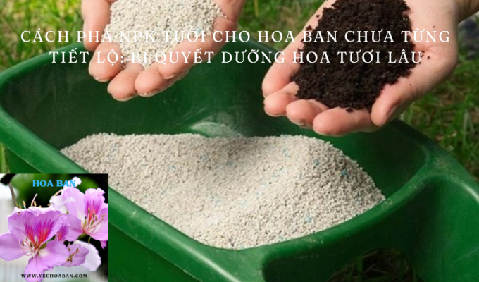 Cách pha NPK tưới cho hoa ban chưa từng tiết lộ: Bí quyết dưỡng hoa tươi lâu