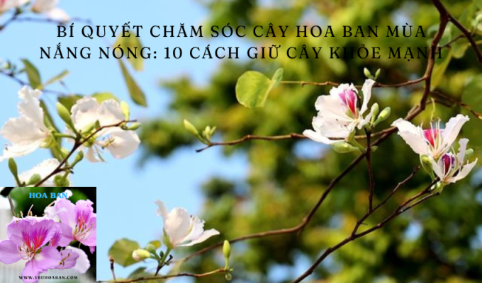 Bí quyết chăm sóc cây hoa ban mùa nắng nóng: 10 cách giữ cây khỏe mạnh