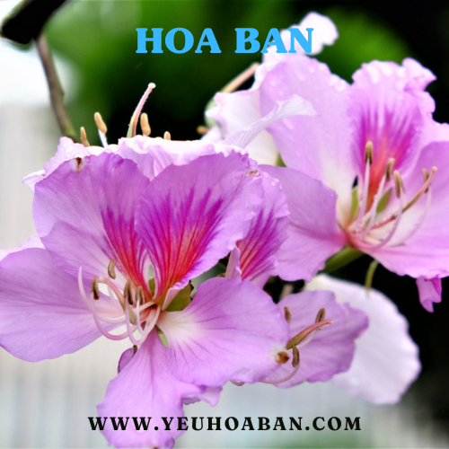 yeuhoaban.com